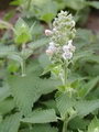 راهنمای نگهداری و پرورش گیاهان آپارتمانی - نعناع گربه ای